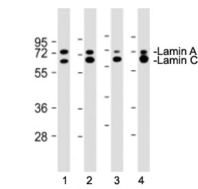 Western blot testing of Lamin A/C antibody at 1:4000: Lane 1) human HeLa, 2) rat C6, 3) mouse L929 and 4) mouse NIH3T3 cell lysate. Predicted molecular weight ~74 & 65 kDa.