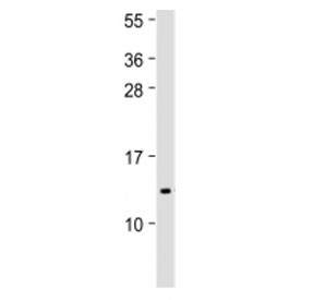 Western blot testing of IFI27 antibody at 1:500 + human spleen lysate. Predicted molecular weight ~11 kDa.