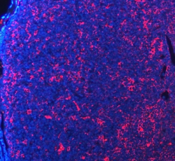 Immunofluorescent staining of FFPE mouse lymph node tissue with PD-1 antibody (red) and DAPI nuclear stain (blue). HIER: steam section in pH8 EDTA buffer for 20 min.