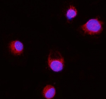 Immunofluorescent staining of FFPE human T-47D cells with ERLIN2 antibody (red) and DAPI nuclear stain (blue). HIER: steam section in pH6 citrate buffer for 20 min.