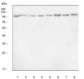 Western blot testing of 1) human HeLa, 2) human Jurkat, 3) human K562, 4) monkey COS-7, 5) rat liver, 6) rat heart, 7) mouse liver and 8) mouse heart tissue lysate with DNMT3B antibody. Predicted molecular weight: 95 kDa.