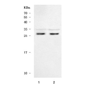 Western blot testing of 1) mouse thymus and 2) mouse RAW264.7 cell lysate with Light antibody. Predicted molecular weight ~26 kDa.