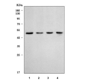 Western blot testing of 1) rat RH35, 2) mouse spleen, 3) mouse testis and 4) mouse Neuro-2a cell lysate with Y-box-binding protein 1 antibody. Expected molecular weight: 39~50 kDa depending on glycosylation level.