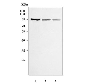 Western blot testing of human 1) 293T, 2) HepG2 and 3) HeLa cell lysate with RRP1B antibody. Predicted molecular weight ~84 kDa.