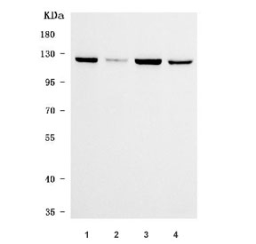 Western blot testing of 1) human HeLa, 2) human 293T, 3) human HepG2 and 4) monkey COS-7 cell lysate with SEC24A antibody. Predicted molecular weight ~120 kDa and ~66 kDa (two isoforms).