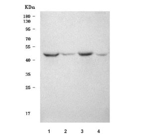 Western blot testing of 1) rat brain 2) rat testis, 3) mouse brain and 4) mouse testis tissue lysate with SEPT12 antibody. Predicted molecular weight ~41 kDa.
