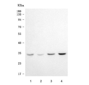 Western blot testing of human 1) HeLa, 2) Jurkat, 3) 293T and 4) HepG2 cell lysate with Elongation factor Ts antibody. Predicted molecular weight ~35 kDa.