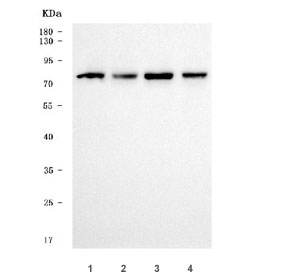 Western blot testing of human 1) 293T, 2) K562, 3) HepG2, and 4) HeLa cell lysate with Alpha Taxilin antibody. Predicted molecular weight ~62 kDa but commonly observed at ~75 kDa.