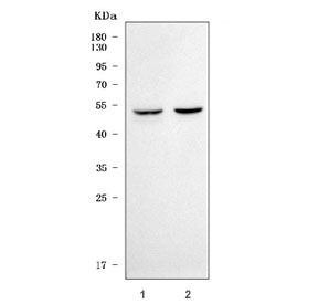 Western blot testing of 1) rat brain and 2) mouse brain tissue lysate with Serpin E3 antibody. Predicted molecular weight ~47 kDa.