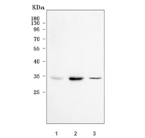 Western blot testing of human 1) HeLa, 2) Jurkat and 3) HepG2 cell lysate with RNase H2 subunit A antibody. Predicted molecular weight ~33 kDa.