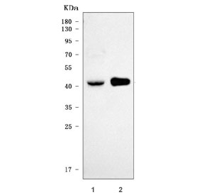 Western blot testing of human 1) HeLa and 2) U-937 cell lysate with Leukocyte elastase inhibitor antibody. Predicted molecular weight ~43 kDa.