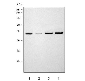 Western blot testing of 1) rat liver, 2) rat testis, 3) mouse ovary and 4) mouse liver tissue lysate with SERPINC1 antibody. Predicted molecular weight ~52 kDa.
