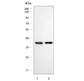 Western blot testing of 1) rat brain and 2) mouse brain tissue lysate with Sideroflexin-5 antibody. Predicted molecular weight ~37 kDa.