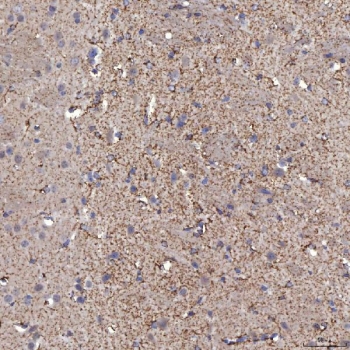 IHC staining of FFPE mouse brain tissue with Sideroflexin-5 antibody. HIER: boil tissue sections in pH8 EDTA for 20 min and allow to cool before testing.