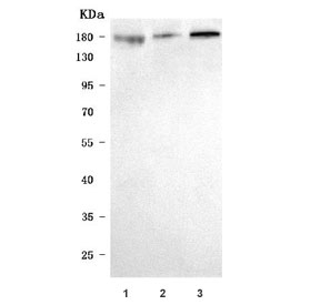Western blot testing of human 1) HEL, 2) PC-3 and 3) MOLT4 cell lysate with Shugoshin 2 antibody. Predicted molecular weight ~145 kDa, commonly observed at 145-190 kDa.