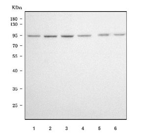 Western blot testing of human 1) HeLa, 2) 293T, 3) K562, 4) Jurkat, 5) HEL and 6) A431 cell lysate with XRCC1 antibody. Rountinely observed molecular weight: 69~90 kDa.