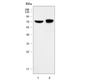 Western blot testing of 1) human HCCP and 2) rat liver tissue lysate with FATP5 antibody. Predicted molecular weight ~75 kDa.