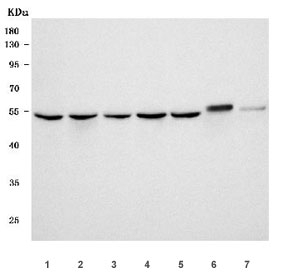 Western blot testing of 1) human HeLa, 2) human MCF7, 3) monkey COS-7, 4) human Jurkat, 5) rat C6, 6) mouse brain and 7) mouse NIH 3T3 cell lysate with BAF57 antibody. Predicted molecular weight ~47 kDa, commonly observed at 47-57 kDa.