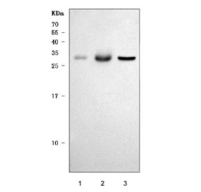 Western blot testing of 1) rat skeletal muscle, 2) rat heart and 3) mouse heart tissue lysate with TWEAK antibody. Predicted molecular weight ~27 kDa.
