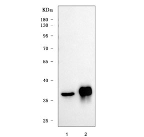 Western blot testing of human 1) HepG2 and 2) T-47D cell lysate with PIG3 antibody. Predicted molecular weight ~36 kDa.