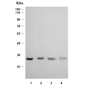 Western blot testing of human 1) PC-3, 2) Caco-2, 3) MCF7 and 4) HaCaT cell lysate with TRMT61A antibody. Predicted molecular weight ~31 kDa.