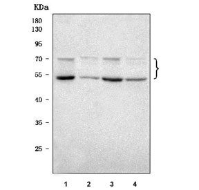 Western blot testing of 1) human SH-SY5Y, 2) rat testis, 3) rat C6 and 4) mouse testis tissue lysate with TSNAXIP1 antibody. Predicted molecular weight: 42-77 kDa (multiple isoforms).