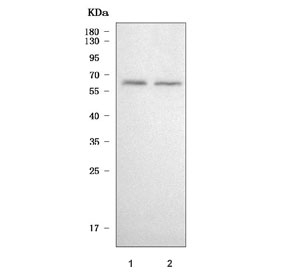 Western blot testing of human 1) SH-SY5Y and 2) 293T cell lysate with TULP3 antibody. Predicted molecular weight ~50 kDa, ~57 kDa and ~19 kDa (multiple isoforms).