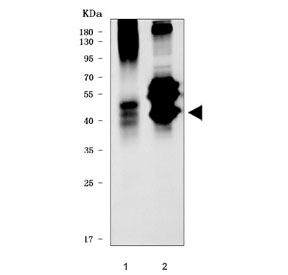 Western blot testing of 1) rat lung and 2) mouse lung tissue lysate with AGER antibody. Predicted molecular weight ~43 kDa.