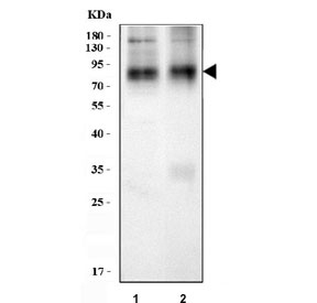 Western blot testing of 1) rat brain and 2) mouse brain tissue lysate with NTT4 antibody. Predicted molecular weight ~81 kDa.