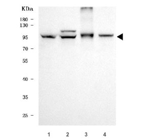 Western blot testing of human 1) U-87 MG, 2) HeLa, 3) PC-3 and 4) HepG2 cell lysate with GOLGA1 antibody. Expected molecular weight: 88-97 kDa.