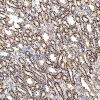 IHC staining of FFPE rat kidney tissue with SLC20A1 antibody. HIER: boil tissue sections in pH8 EDTA for 20 min and allow to cool before testing.