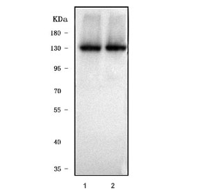 Western blot testing of zebrafish lysate (lanes 1 & 2) with Col6a2 cell lysate. Predicted molecular weight ~140 kDa.