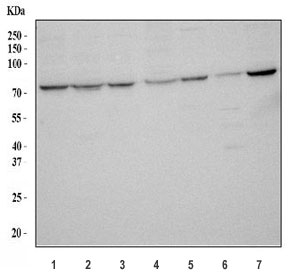 Western blot testing of human 1) HeLa, 2) 293T, 3) MCF7, 4) K562, 5) PANC-1, 6) A431 and 7) U-251 cell lysate with EIF2AK1 antibody. Predicted molecular weight ~62 kDa but routinely observed at 68-72 kDa.