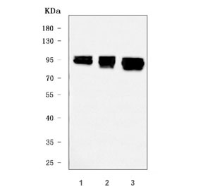 Western blot testing of human 1) HeLa, 2) Caco-2 and 3) Jurkat cell lysate with Transcription factor SP1 antibody. Reported molecular weight: 81-95 kDa.