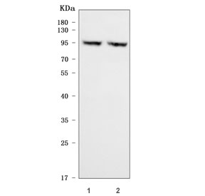 Western blot testing of human 1) SiHa and 2) HeLa cell lysate with CD105 antibody. Observed molecular weight: 70/90 kDa (monomer, unmodified/glycosylated); 140-180 kDa (dimer, unmodified/glycosylated).