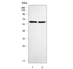 Western blot testing of human 1) 293T and 2) HepG2 cell lysate with SLC17A4 antibody. Predicted molecular weight ~54 kDa but may be observed at higher molecular weights due to glycosylation.