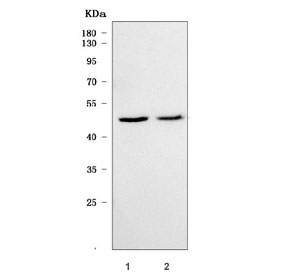 Western blot testing of 1) rat brain and 2) mouse brain tissue lysate with TSEN34 antibody. Predicted molecular weight ~34 kDa.