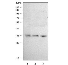 Western blot testing of human 1) SH-SY5Y, 2) MOLT4 and 3) HeLa cell lysate with SLC25A29 antibody. Predicted molecular weight ~32 kDa.