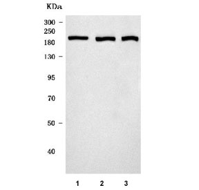 Western blot testing of 1) human U-2 OS, 2) rat PC-12 and 3) mouse RAW264.7 cell lysate with SNF2L2 antibody. Predicted molecular weight ~181 kDa.