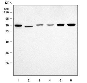Western blot testing of 1) human HeLa, 2) human HepG2, 3) monkey heart, 4) human placenta, 5) human Caco-2 and 6) human PC-3 cell lysate with EHD4 antibody. Predicted molecular weight ~61 kDa.