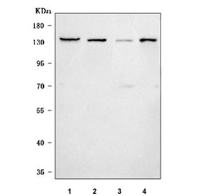 Western blot testing of 1) human 293T, 2) human HeLa, 3) rat C6 and 4) mouse NIH 3T3 cell lysate with SMC2 antibody. Predicted molecular weight ~136 kDa.