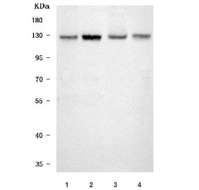 Western blot testing of 1) human HeLa, 2) human MOLT4, 3) rat testis and 4) mouse NIH 3T3 cell lysate with SMC5 antibody. Predicted molecular weight ~129 kDa.