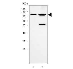 Western blot testing of human 1) A431 and 2) U-251 cell lysate with Quiescin Q6 antibody. Predicted molecular weight ~83 kDa but may be observed at higher molecular weights due to glycosylation.