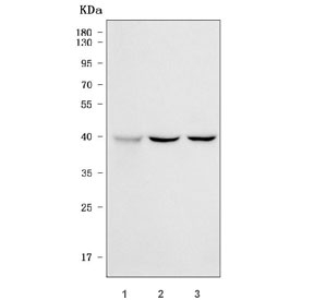 Western blot testing of human 1) U-87 MG, 2) U-251 and 3) K562 cell lysate with Spermine synthase antibody. Predicted molecular weight ~41 kDa.