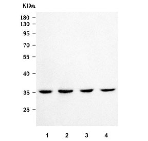 Western blot testing of human 1) K562, 2) 293T, 3) U-2 OS and 4) HeLa cell lysate with Crk-like protein antibody. Expected molecular weight: 34~39 kDa.