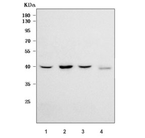 Western blot testing of 1) human HeLa, 2) human 293T, 3) human A549 and 4) rat testis tissue lysate with RAD51C antibody. Predicted molecular weight ~42 kDa.