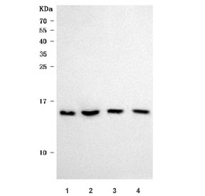 Western blot testing of 1) human MCF7, 2) human 293T, 3) rat PC-12 and 4) mouse NIH 3T3 cell lysate with Sm-D3 antibody. Predicted molecular weight ~14 kDa.