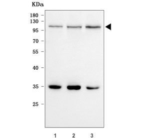 Western blot testing of human 1) HepG2, 2) 293T and 3) HeLa cell lysate with GWL antibody. Predicted molecular weight ~97 kDa.