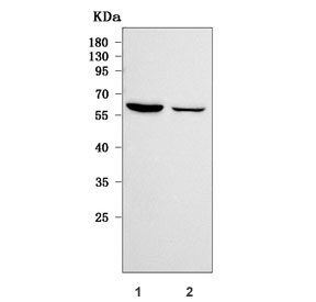 Western blot testing of huma 1) U-87 MG and 2) HeLa cell lysate with RETREG1 antibody. Predicted molecular weight ~55 kDa.