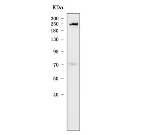 Western blot testing of human 293T cell lysate with SNRNP200 antibody. Predicted molecular weight ~245 kDa.